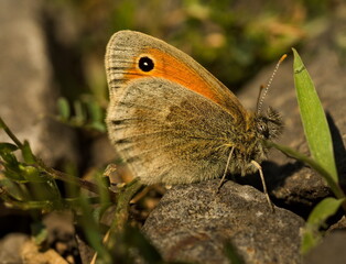 Butterfly on a stone,  small heath (Coenonympha pamphilus)