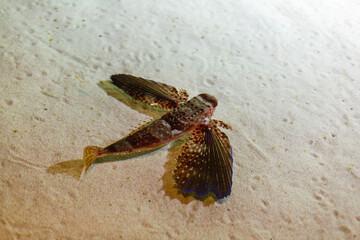 A little girl is looking fishes in a huge aquarium
