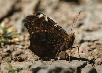 Butterfly on the ground