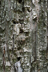 bark of a tree