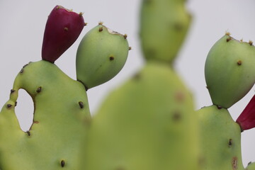 Cactus
