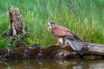 Male Kestrel