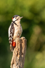 Greater Spotted Woodpecker
