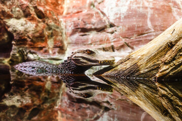 little crocodile image contains some noise