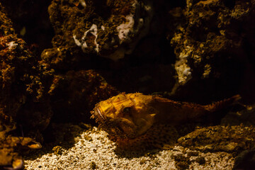 A little girl is looking fishes in a huge aquarium