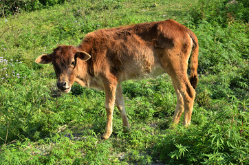 Calf Grazing In A Grass Field