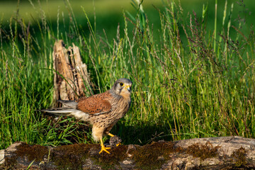 Male Kestrel