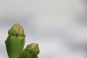 Cactus