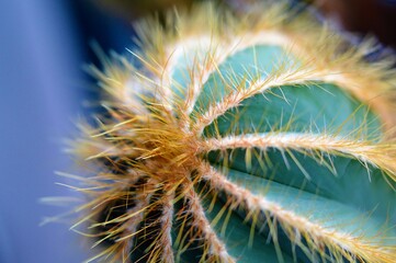 Cactus plant close-up.