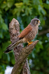 Male Kestrel