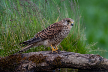 Female Kestrel