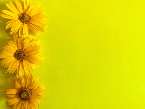 Bright yellow fresh flowers on a yellow background. Free space.