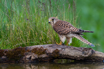 Female Kestrel