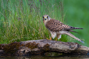 Female Kestrel