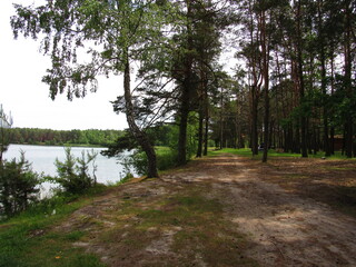 Obraz premium path in the forest