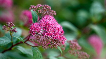 Japanese Spiraea japonica bush in flower in summer garden