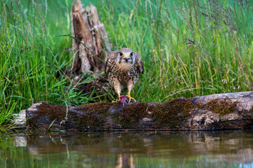 Female Kestrel