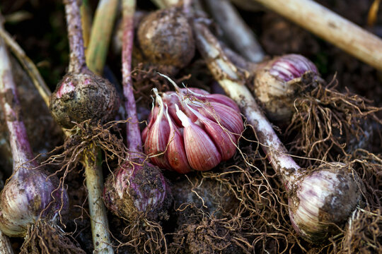 freshly harvested garlic bulbs from kitchen garden