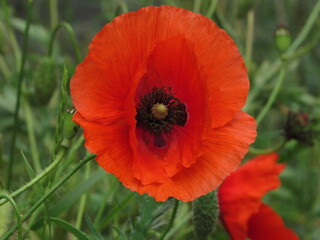red poppy flower