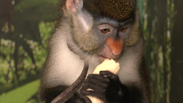 Brown Monkey eating banana in the cage. 
