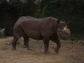 Naklejka premium Sri Lanka