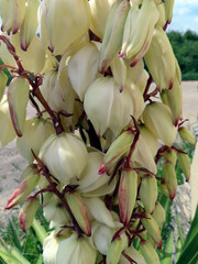 Yucca