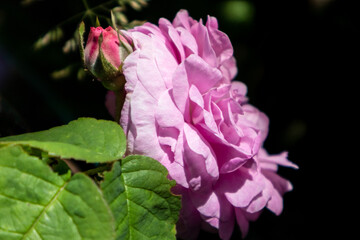 Pink rose Rosa odorata, tea rose on a bush, isolated on black, sunny summer blurred bokeh background. Rich aroma garden tender flower