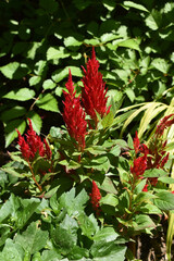 Red Celosia blooming in the garden