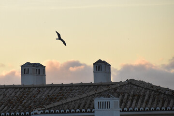 seagull over rooftop at dusk in Lagos, Portugal