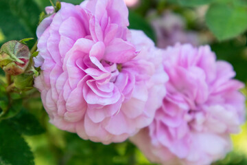 Pink rose Rosa odorata, tea rose on a green bush sunny summer blurred bokeh background. Rich aroma garden tender flower