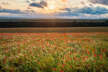 Epic landscape image of poppy field in English countryside during Summer sunset with beautiful sky and cloud formations