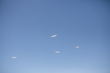 seagulls in the sky, sea landscape