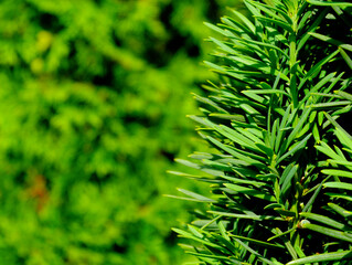 European yew tree branch closeup detail with lush dense short needels and soft blurred  evergreen...