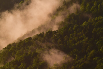 Nebel im Wald