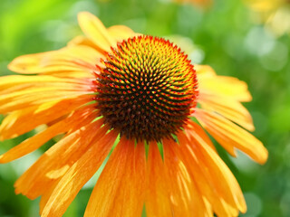 Macro of a yellow echinacea or summer hat flower