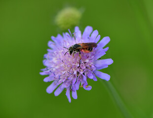 Wildbiene mit Pollen 