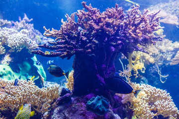 Naklejka na ściany i meble Little colorful fish, bright coral reef in aquarium. Underwater life.