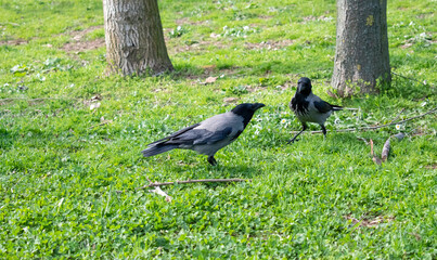crows on green cim. the Crows on the green grass.