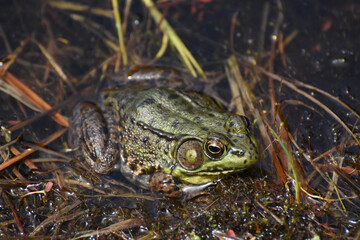Green Frog in a Wet Quagmire and Wetland