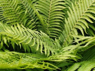 green fern leaves