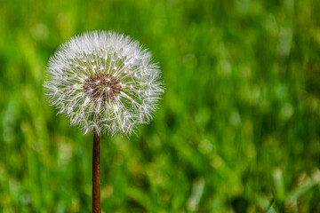 The Mature dandelion flower with seeds