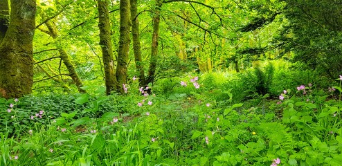 green grass background