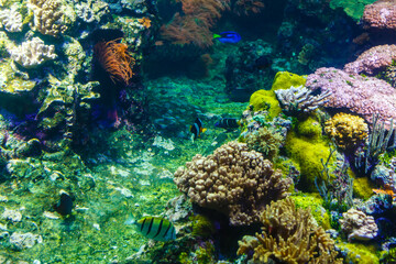Naklejka na ściany i meble Little colorful fish, bright coral reef in aquarium. Underwater life.