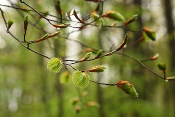 Young leaves in drops of rain, a day in the spring forest, fuzzy background and copy space
