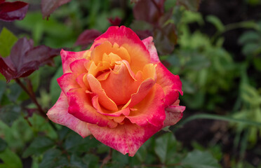 tea-hybrid Pullman orient express rose with dew drops on the petals