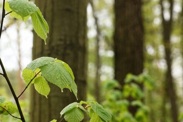 Raindrops on young leaves, a rainy day in the spring forest, a blurred background and a blank space
