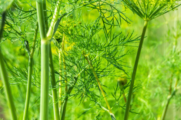 dill branches growing in the garden on a Sunny day