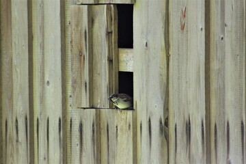 kleiner Vogel 