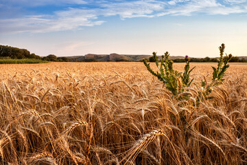 .Field of wheat, milk thistle and mountains "two sisters" in the Rostov region