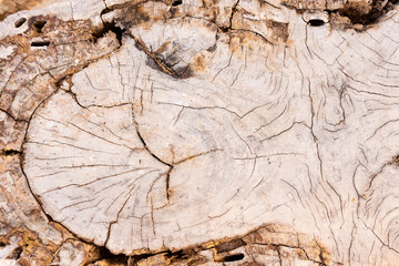 a section of a trunk of a perennial tree on the island of Koh Samui in Thailand, art created by nature, background for the wall and wallpaper,